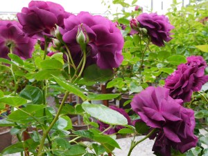 Dark Rose Group (author's collection)